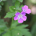 Geranium sylvaticum