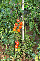 Nachbars Tomaten