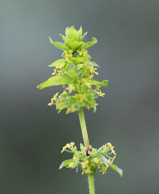 Galium cruciatum