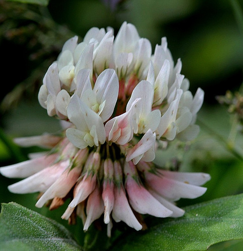 Trèfle rampant- Trifolium repens