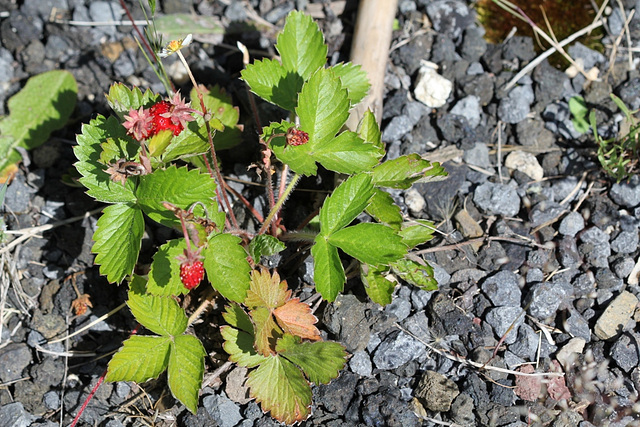 Fraisier des bois