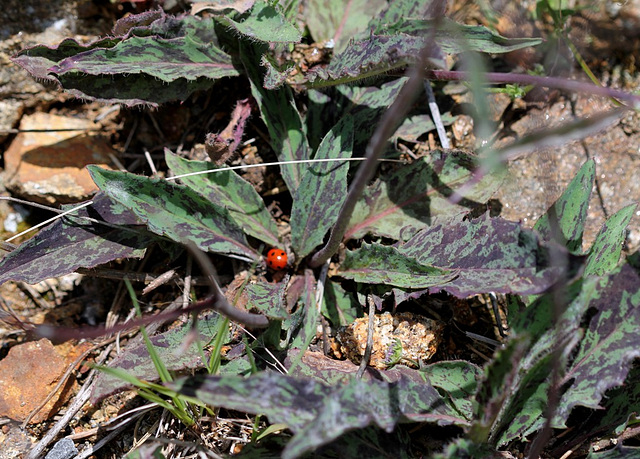 Epervière-Hieracium gr murorum