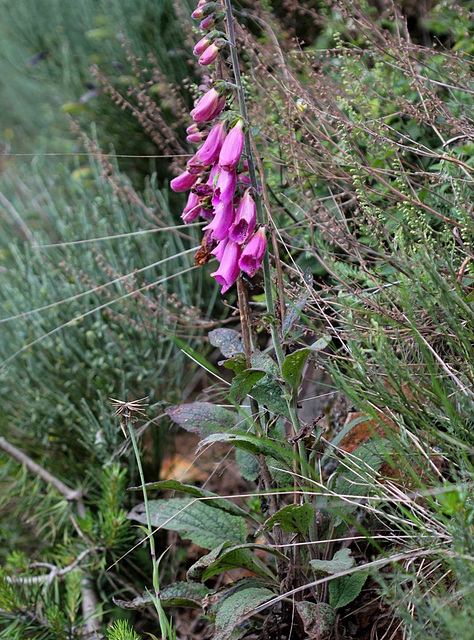 Digitalis purpurea