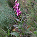 Digitalis purpurea