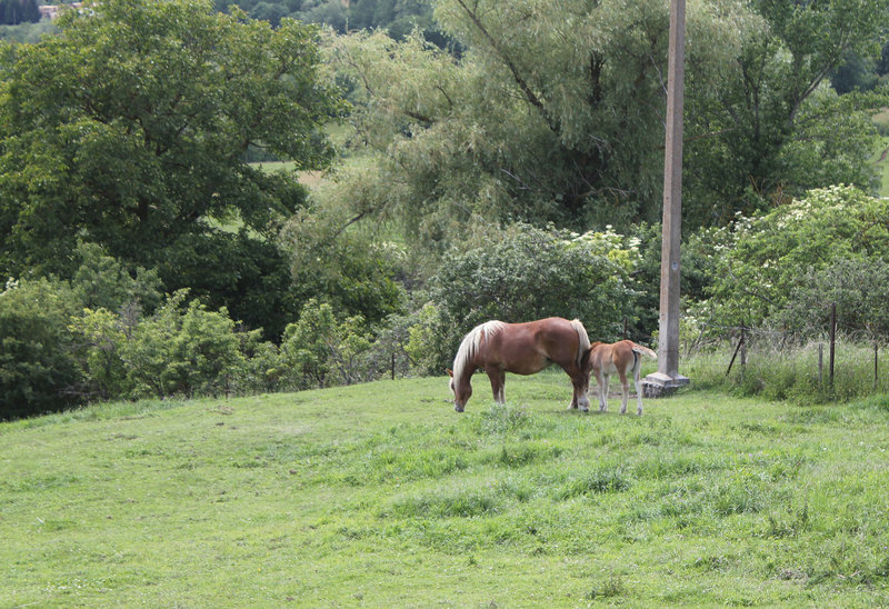 Jument Comtoise et son poulain