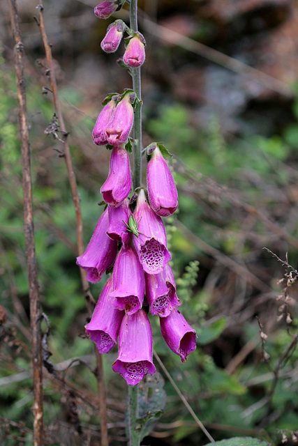 Digitalis purpurea 2