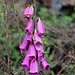 Digitalis purpurea 2