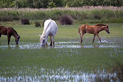 20110609 5689RAw [F] Camargue-Pferd [Mas-Thibert]