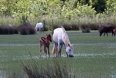 20110609 5688RAw [F] Camargue-Pferd [Mas-Thibert]