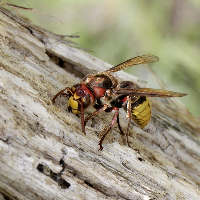 Vespa crabro