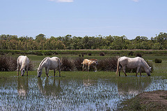 20110609 5687RAw [F] Camargue-Pferd [Mas-Thibert]