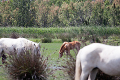 20110609 5686RAw [F] Camargue-Pferd [Mas-Thibert]