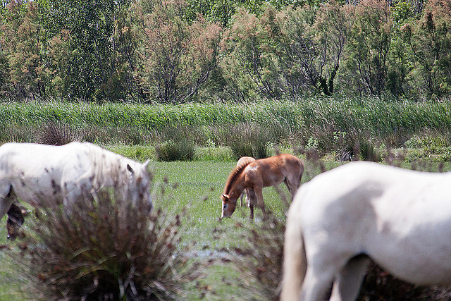 20110609 5686RAw [F] Camargue-Pferd, Mas-Thibert, Camargue