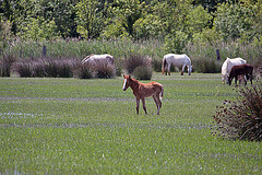 20110609 5685RAw [F] Camargue-Pferd [Mas-Thibert]