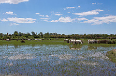 20110609 5684RAw [F] Camargue-Pferd [Mas-Thibert]