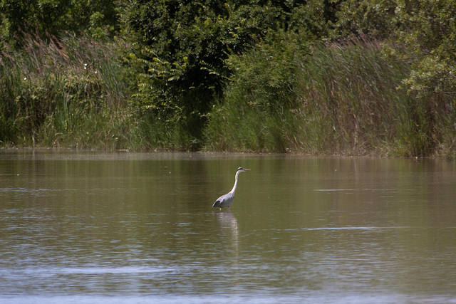 20110609 5680RAw [F] Graureiher (Andrea cinerea), Mas-Thibert, Camargue