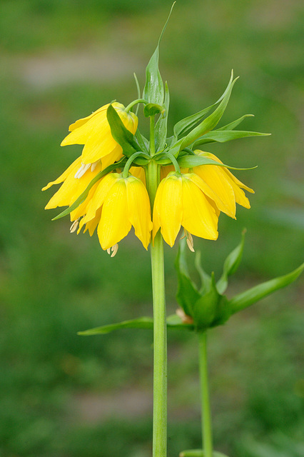 La fritillaire