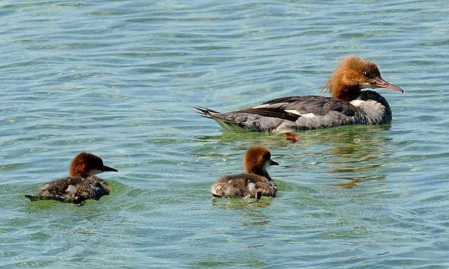 Famille harle bièvre