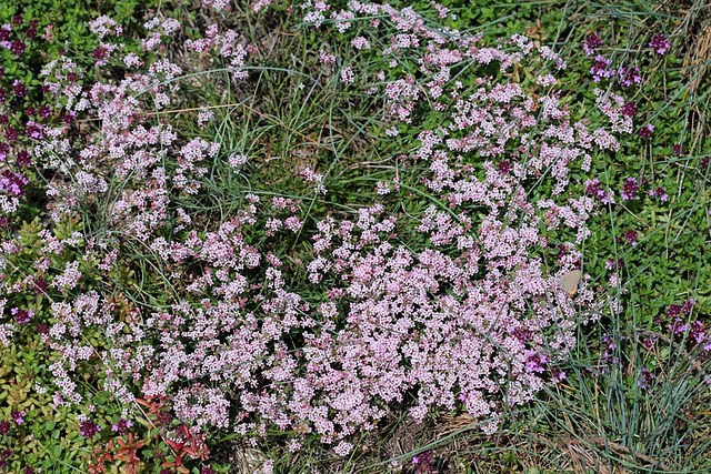 Asperula cynanchica