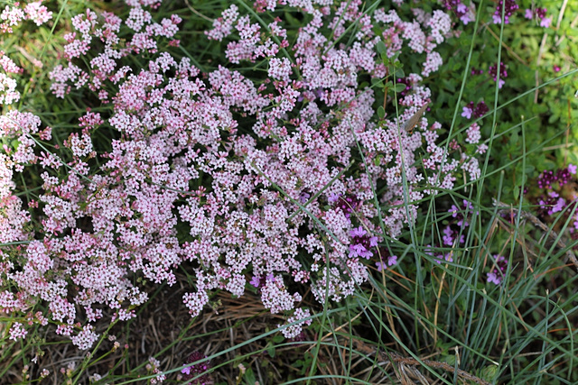 Asperula cynanchica (2)