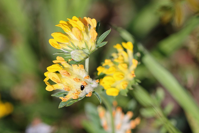 Anthyllis vulneraria (2)