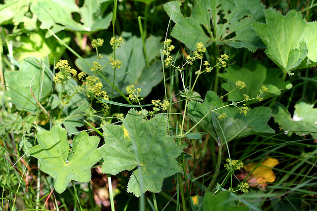 Alchemille commune - Alchemilla groupe vulgaris