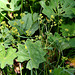 Alchemille commune - Alchemilla groupe vulgaris