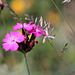 Dianthus carthusianorum 2