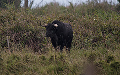 20110603 5023RTw [F] Camargue-Stier [Saline de Badon]