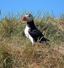 Posing Puffin