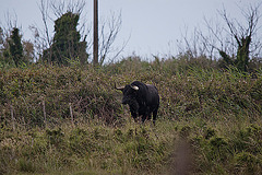 20110603 5022RTw [F] Camargue-Stier [Saline de Badon]