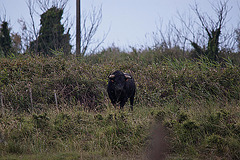 20110603 5021RTw [F] Camargue-Stier [Saline de Badon]