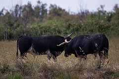 20110603 5020RTw [F] Camargue-Stier [Saline de Badon]