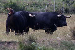 20110603 5019RTw [F] Camargue-Stier [Saline de Badon]