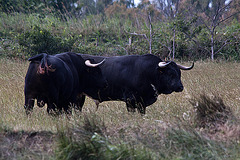 20110603 5018RTw [F] Camargue-Stier [Saline de Badon]