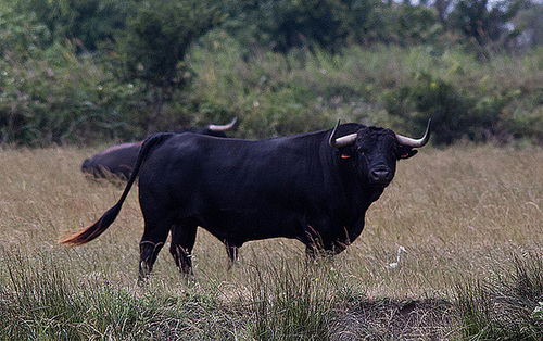 20110603 5017RTw [F] Camargue-Stier, Kuhreiher [Saline de Badon]