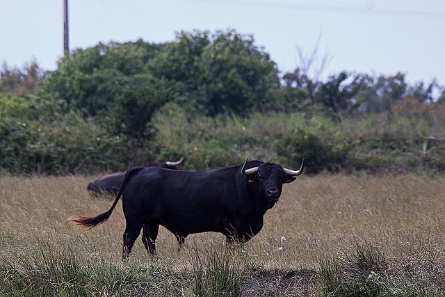 20110603 5016RTw [F] Camargue-Stier, Kuhreiher [Saline de Badon]