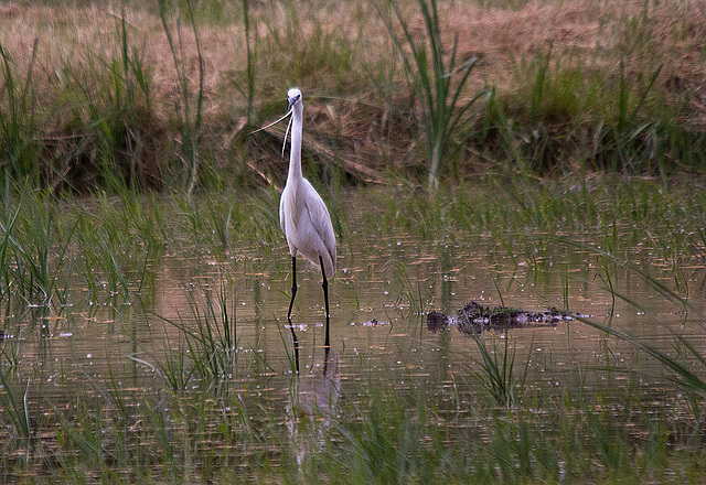20110603 5015RTw [F] Seidenreiher (Egratta garzetta), Reisfeld, Saline de Badon, Camargue