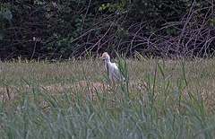 20110603 5014RTw [F] Kuhreiher, Reisfeld [Saline de Badon]