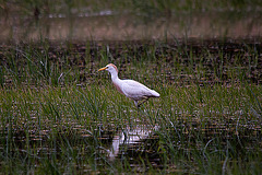 20110603 5008RTw [F] Kuhreiher, Reisfeld [Saline de Badon]