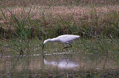 20110603 5007RTw [F] Seidenreiher, Reisfeld [Saline de Badon]