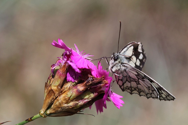 Melanargia galathea-Demi-deuil sur oeillet des Chartreux