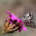 Melanargia galathea-Demi-deuil sur oeillet des Chartreux