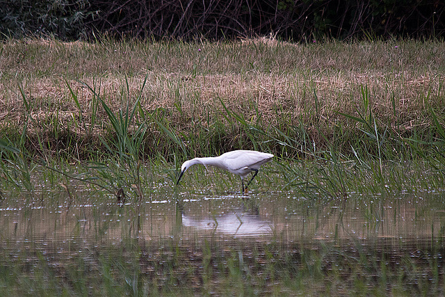 20110603 5006RTw [F] Seidenreiher, Reisfeld [Saline de Badon]