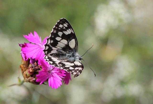 Demi-deuil- Melanargia galathea)