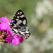 Demi-deuil- Melanargia galathea)