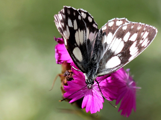 C'est ma fleur!! Melanargia galathea)