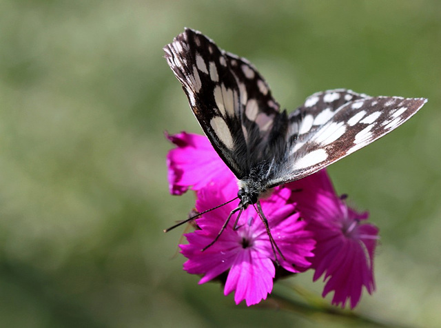 C'est à moi que tu parles ? Melanargia galathea)