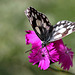 C'est à moi que tu parles ? Melanargia galathea)