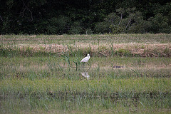 20110603 5003RAw [F] Seidenreiher, Reisfeld [Saline de Badon]